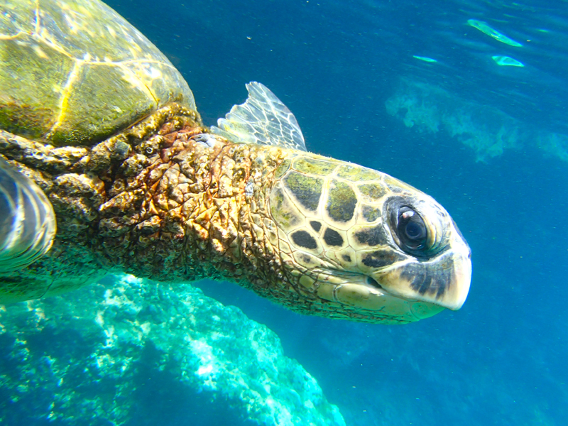 Tropical Paradise green sea turtle